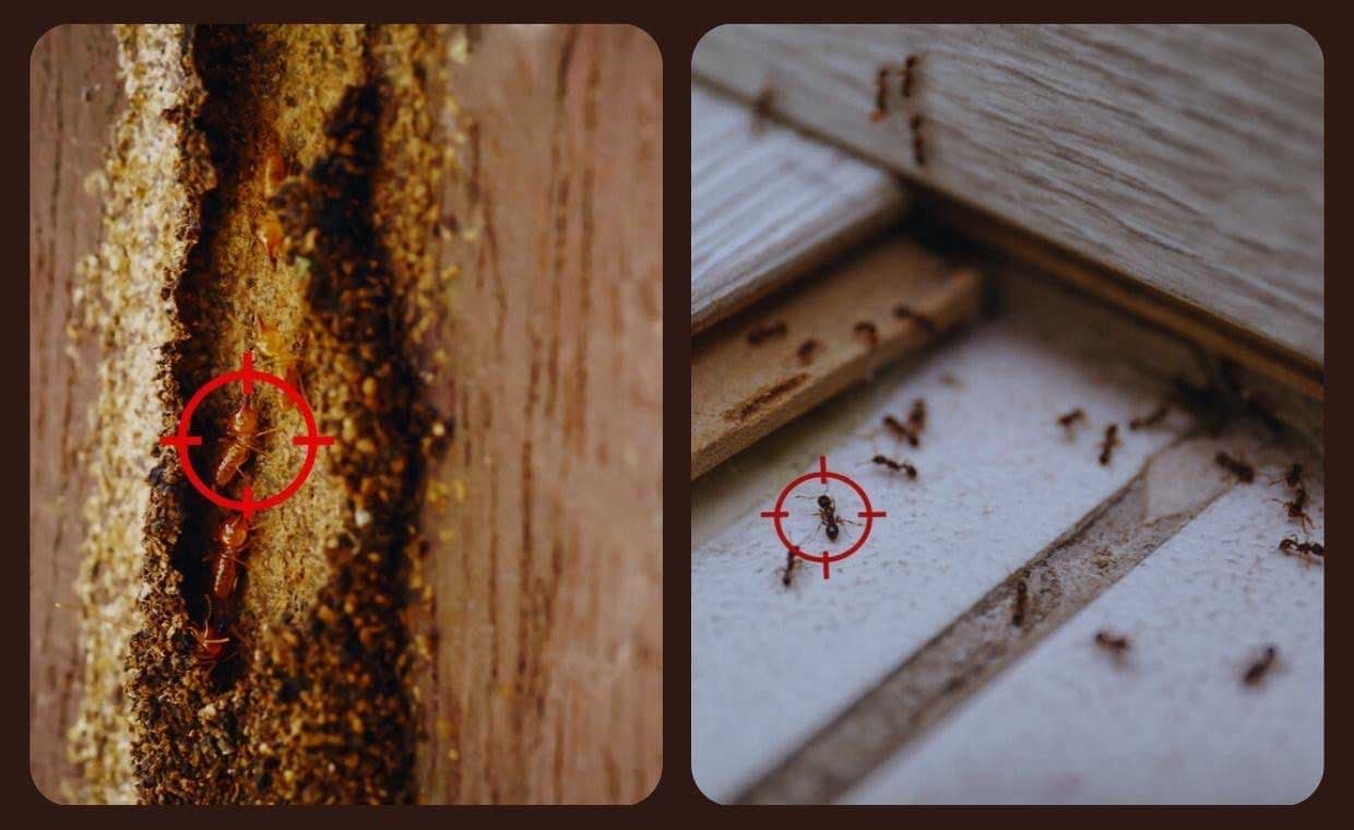 Termite or Ant Infestation Termite or Ant Infestation