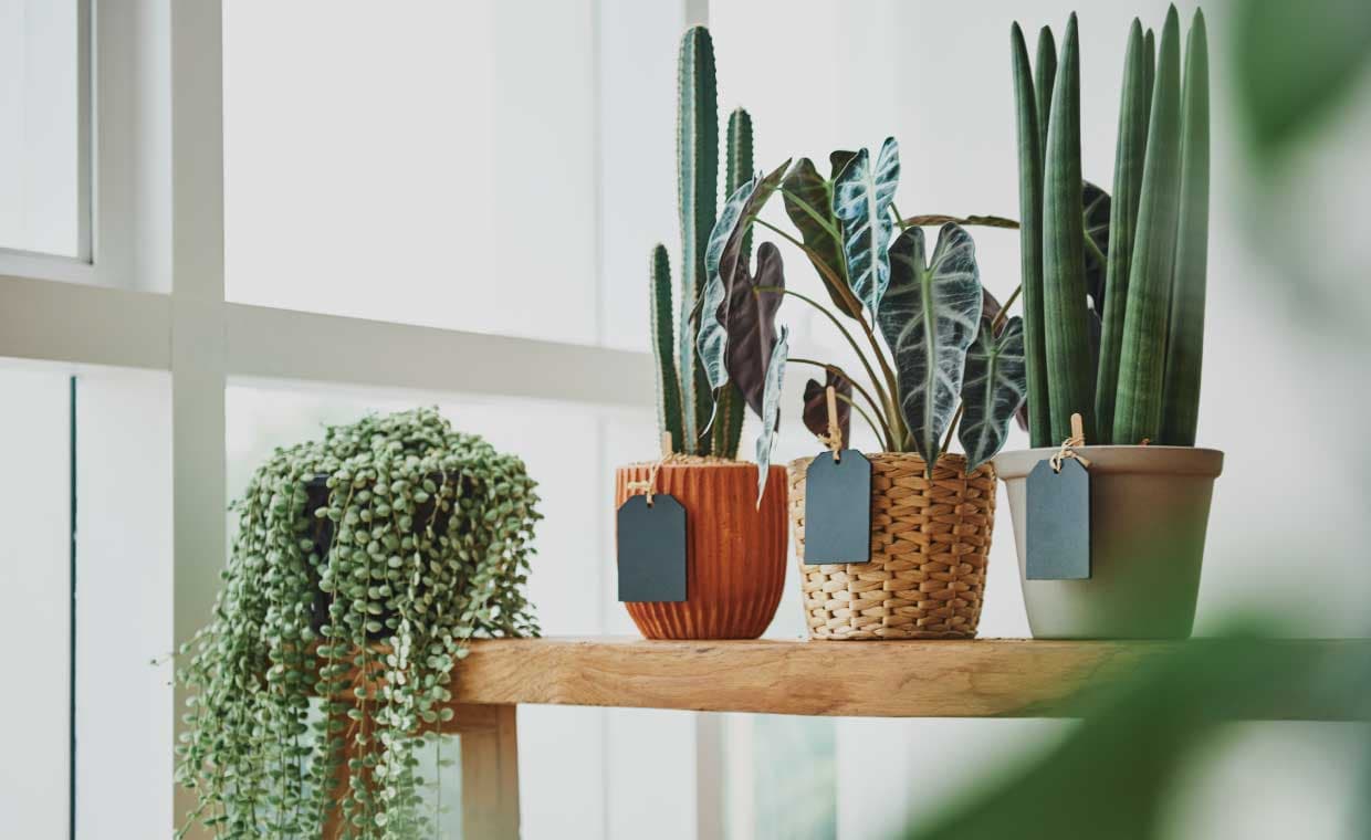 10 Indoor Desert Plants That Bring Rustic Desert Vibe – 01 – 1408010006 10 Indoor Desert Plants That Bring Rustic Desert Vibe