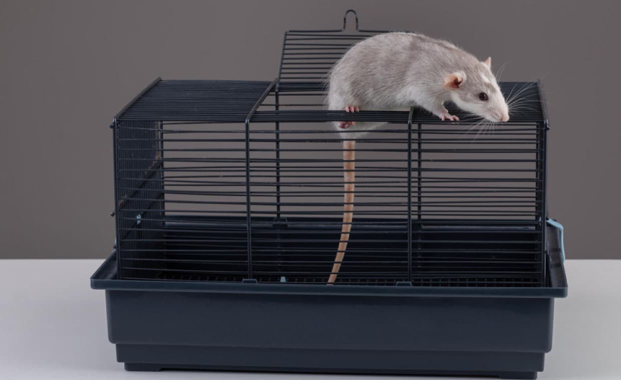 DIY Rodent Control Methods DIY Rodent Control Methods