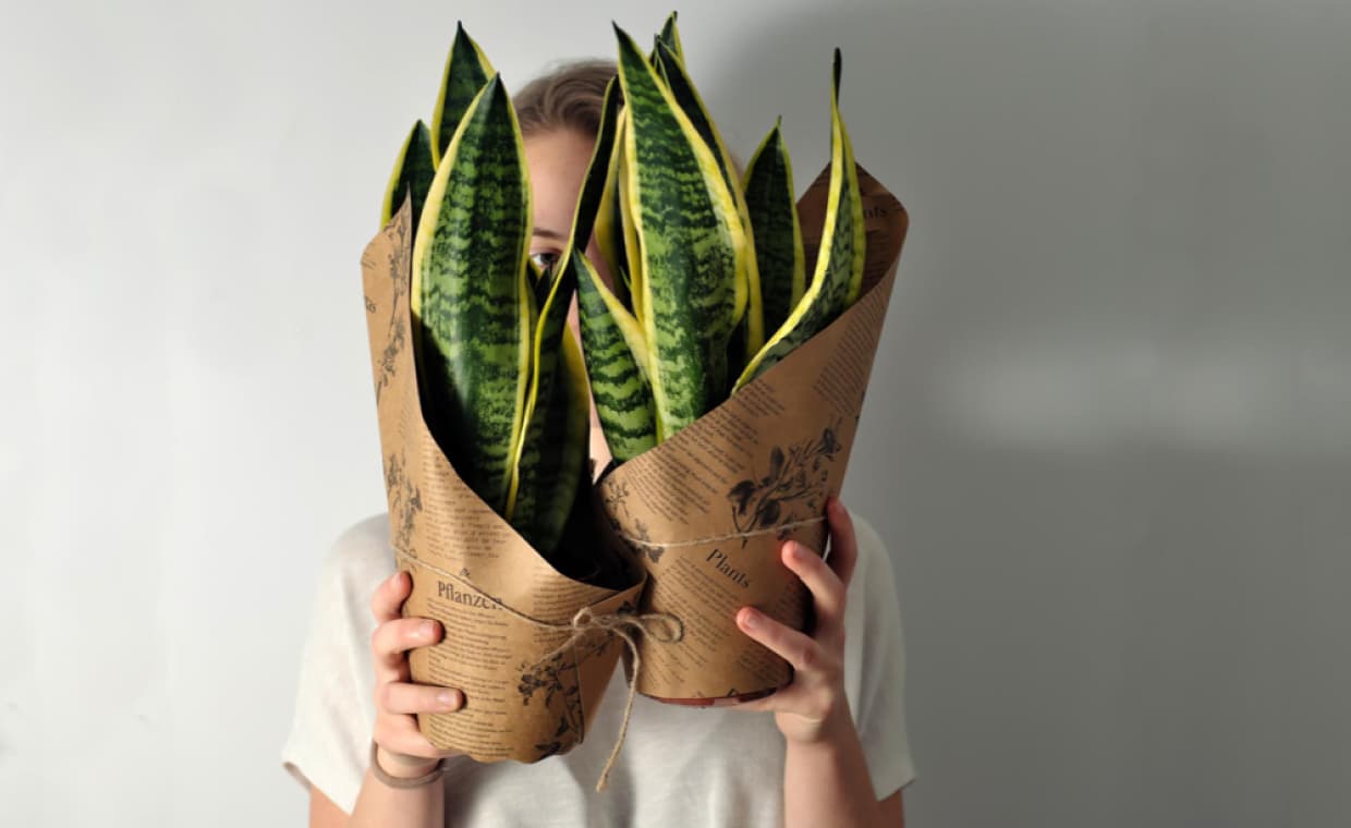 Green Gifting Trend with Snake Plant Green Gifting Trend with Snake Plant